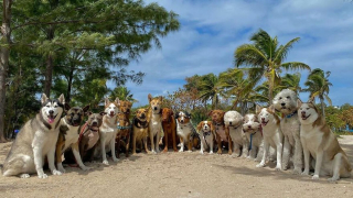 Illustration de l'article : 20 chiens souriants dont la pose évoque une belle photo de classe