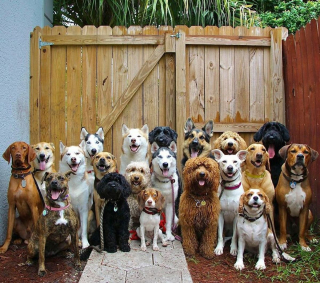 Illustration de l'article : 20 chiens souriants dont la pose évoque une belle photo de classe