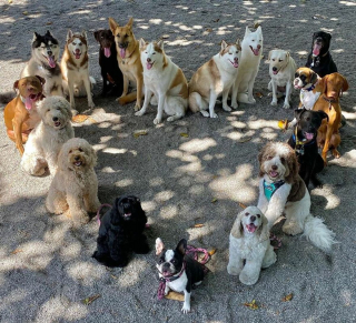 Illustration de l'article : 20 chiens souriants dont la pose évoque une belle photo de classe