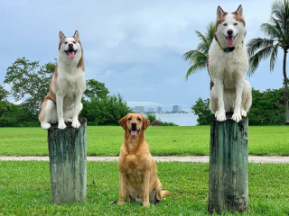 Illustration de l'article : 20 chiens souriants dont la pose évoque une belle photo de classe