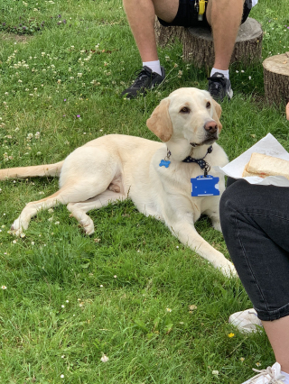 Illustration de l'article : Un Labrador Retriever se rend à l'école pour aider les élèves à soulager leur anxiété provoquée par la Covid-19