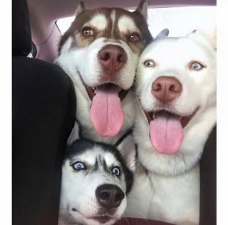 Illustration de l'article : 14 photos de Huskys adorant la compagnie d'autres animaux