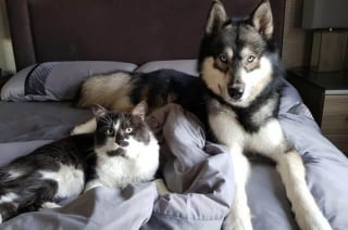 Illustration de l'article : 14 photos de Huskys adorant la compagnie d'autres animaux