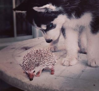 Illustration de l'article : 14 photos de Huskys adorant la compagnie d'autres animaux