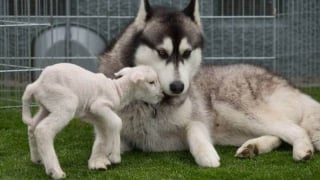 Illustration de l'article : 14 photos de Huskys adorant la compagnie d'autres animaux