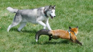 Illustration de l'article : 14 photos de Huskys adorant la compagnie d'autres animaux