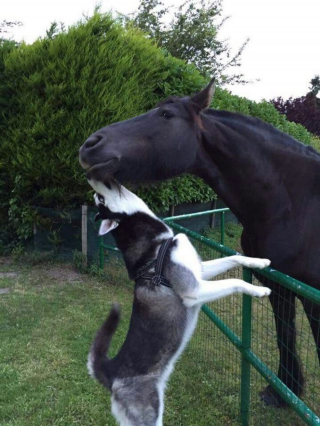 Illustration de l'article : 14 photos de Huskys adorant la compagnie d'autres animaux