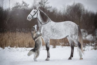 Illustration de l'article : 14 photos de Huskys adorant la compagnie d'autres animaux