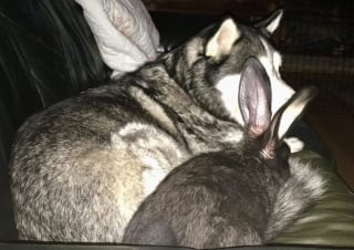 Illustration de l'article : 14 photos de Huskys adorant la compagnie d'autres animaux