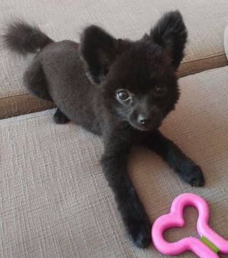 Illustration de l'article : 13 photos d'un chien adorable ressemblant à une petite peluche