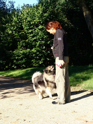 Illustration de l'article : Les éducateurs canins professionnels débordés par les graves problèmes de comportements des chiens adoptés pendant la pandémie ?