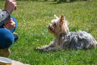 Illustration de l'article : Les éducateurs canins professionnels débordés par les graves problèmes de comportements des chiens adoptés pendant la pandémie ?