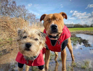 Illustration de l'article : Un petit chien devient le "garde du corps" de son frère aveugle, féru de randonnée