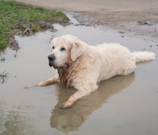 Illustration de l'article : Inondations : les refuges suppléent les pompiers pour tenter de sauver les animaux emportés par les eaux