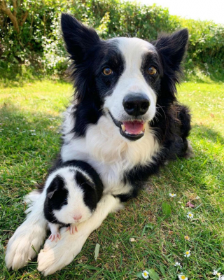 Illustration de l'article : 2 Borders Collies et un cochon d'Inde identiques nouent une merveilleuse amitié