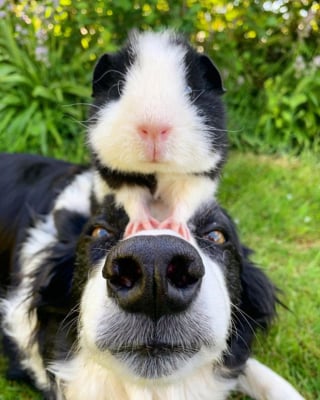 Illustration de l'article : 2 Borders Collies et un cochon d'Inde identiques nouent une merveilleuse amitié