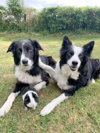 Illustration de l'article : 2 Borders Collies et un cochon d'Inde identiques nouent une merveilleuse amitié