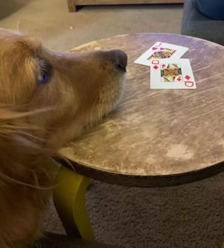 Illustration de l'article : Ces 15 chiens sont de véritables pros aux jeux de cartes !