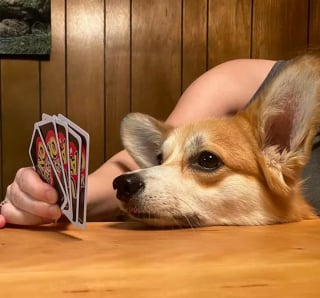 Illustration de l'article : Ces 15 chiens sont de véritables pros aux jeux de cartes !