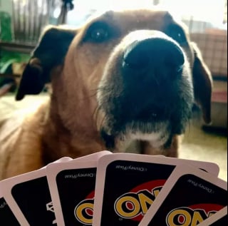 Illustration de l'article : Ces 15 chiens sont de véritables pros aux jeux de cartes !