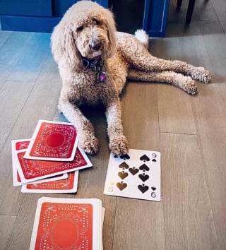 Illustration de l'article : Ces 15 chiens sont de véritables pros aux jeux de cartes !