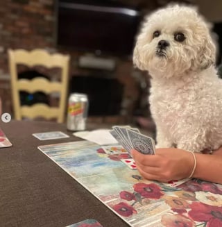 Illustration de l'article : Ces 15 chiens sont de véritables pros aux jeux de cartes !