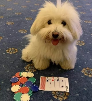 Illustration de l'article : Ces 15 chiens sont de véritables pros aux jeux de cartes !