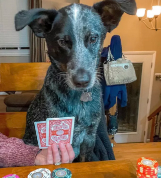 Illustration de l'article : Ces 15 chiens sont de véritables pros aux jeux de cartes !