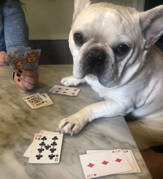 Illustration de l'article : Ces 15 chiens sont de véritables pros aux jeux de cartes !