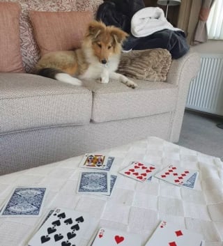 Illustration de l'article : Ces 15 chiens sont de véritables pros aux jeux de cartes !