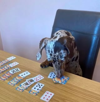 Illustration de l'article : Ces 15 chiens sont de véritables pros aux jeux de cartes !