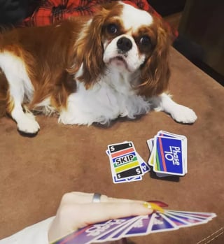 Illustration de l'article : Ces 15 chiens sont de véritables pros aux jeux de cartes !