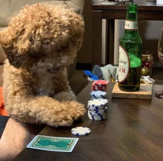 Illustration de l'article : Ces 15 chiens sont de véritables pros aux jeux de cartes !