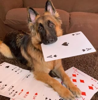 Illustration de l'article : Ces 15 chiens sont de véritables pros aux jeux de cartes !