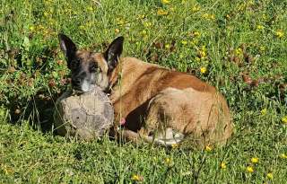 Illustration de l'article : Mia, la chienne de la police récompensée pour son courage et son dévouement, prend sa retraite