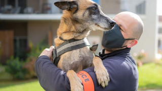 Illustration de l'article : Mia, la chienne de la police récompensée pour son courage et son dévouement, prend sa retraite