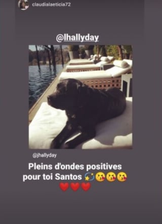 Illustration de l'article : Le mauvais état de santé de Santos, le chien de Johnny Hallyday, inquiète les fans