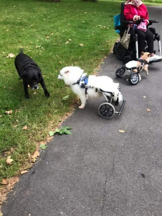 Illustration de l'article : Découvrez l'histoire de cette amoureuse des chiens handicapés qui dédie sa vie pour leur venir en aide