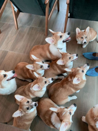 Illustration de l'article : 13 photos adorables illustrant le quotidien d'une famille de Corgis dans un café