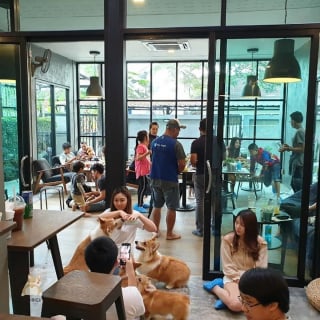 Illustration de l'article : 13 photos adorables illustrant le quotidien d'une famille de Corgis dans un café