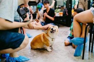 Illustration de l'article : 13 photos adorables illustrant le quotidien d'une famille de Corgis dans un café