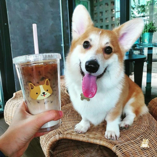 Illustration de l'article : 13 photos adorables illustrant le quotidien d'une famille de Corgis dans un café