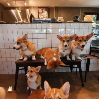 Illustration de l'article : 13 photos adorables illustrant le quotidien d'une famille de Corgis dans un café