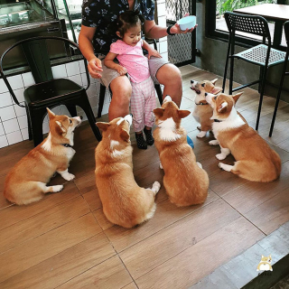 Illustration de l'article : 13 photos adorables illustrant le quotidien d'une famille de Corgis dans un café