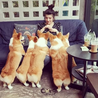 Illustration de l'article : 13 photos adorables illustrant le quotidien d'une famille de Corgis dans un café