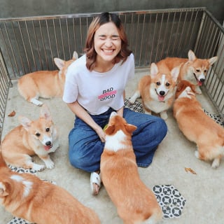 Illustration de l'article : 13 photos adorables illustrant le quotidien d'une famille de Corgis dans un café