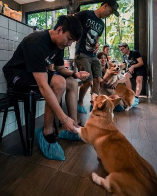 Illustration de l'article : 13 photos adorables illustrant le quotidien d'une famille de Corgis dans un café