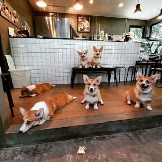 Illustration de l'article : 13 photos adorables illustrant le quotidien d'une famille de Corgis dans un café