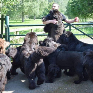 Illustration de l'article : L'histoire étonnante d'une amoureuse des chiens qui s'occupe de 8 Terre-Neuve au quotidien