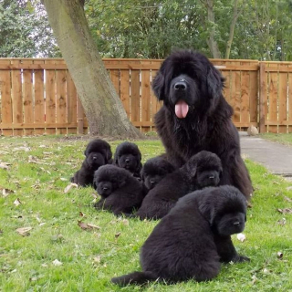 Illustration de l'article : L'histoire étonnante d'une amoureuse des chiens qui s'occupe de 8 Terre-Neuve au quotidien